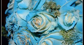 bouquet rose blu